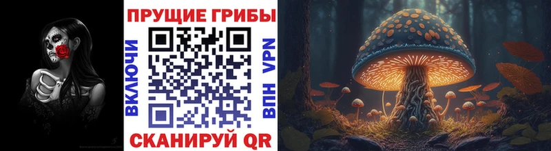 Псилоцибиновые грибы Psilocybe  купить наркотики сайты  Кадников 